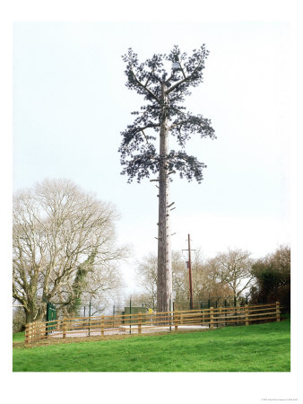 Mobile Phone Mast Diguised As Pine Tree, South Devon by Kidd Geoff Pricing Limited Edition Print image