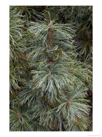 Pine, Saphir, Leaves by Kidd Geoff Pricing Limited Edition Print image