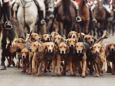 Group Of Hunting Hounds At Foxhunt by J. Berndes Pricing Limited Edition Print image