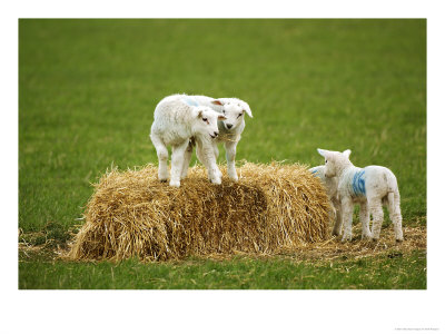 Sheep, Lambs Playing On Straw Bale, Scotland by Keith Ringland Pricing Limited Edition Print image