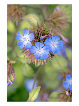 Ceratostigma Willmottianum by Kidd Geoff Pricing Limited Edition Print image