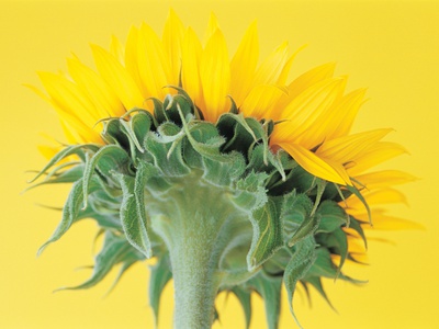 Underneath Of Bright Yellow Sunflower by Heide Benser Pricing Limited Edition Print image
