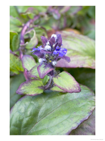 Ajuga Reptans Catlins Giant by Kidd Geoff Pricing Limited Edition Print image