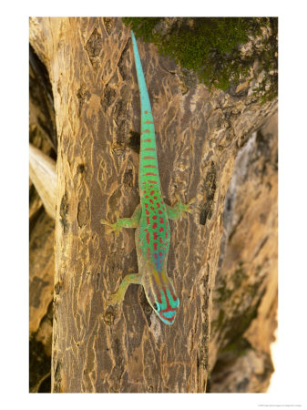Mauritius Upland Forest Day Gecko, Ile Aux Aigrettes, Mauritius by Roger De La Harpe Pricing Limited Edition Print image