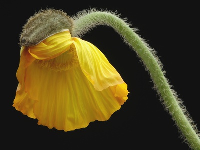 Corn Poppy Bud, Close-Up by Claudia Rehm Pricing Limited Edition Print image