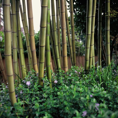 Bamboo Garden With Purple Flowers by Margot Hartford Pricing Limited Edition Print image