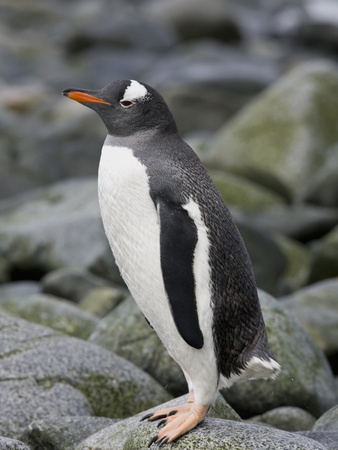 A Gentoo Penguin On Half Moon Island In The Antarctic Archipelago by Ron Watts Pricing Limited Edition Print image