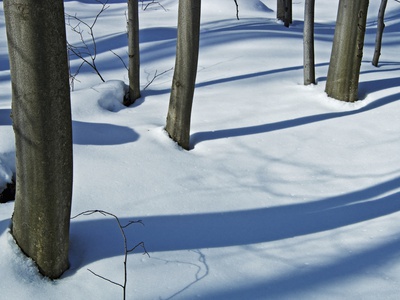 Shadows Of  Trees In Winter, Killbear Provincial Park, Ontario by Mike Grandmaison Pricing Limited Edition Print image