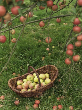 Basket Of Apples Under Apple Tree by Ben Meyer Pricing Limited Edition Print image