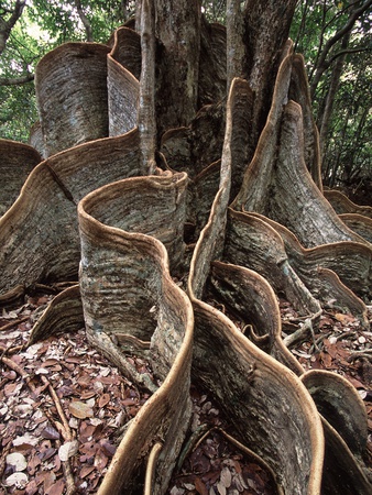 Tree Roots And Foliage by Hisashi Mochizuki Pricing Limited Edition Print image