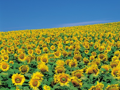 Meadow Of Sunflowers by Masaaki Tanaka Pricing Limited Edition Print image