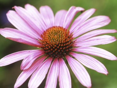 Pink Flower by John W. Warden Pricing Limited Edition Print image