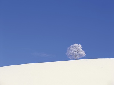 Nature, Trees, Landscape by Masa-Aki Horimachi Pricing Limited Edition Print image