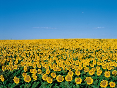 Field Of Sunflowers by Masa-Aki Horimachi Pricing Limited Edition Print image