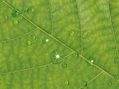Leaf With Dew by Shigeo Fukushima Pricing Limited Edition Print image