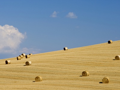 Italy, Tuscany, Bales Of Straw On Corn Field by Fotofeeling Pricing Limited Edition Print image