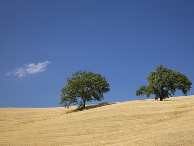 Italy, Tuscany, Trees On Harvested Corn Field by Fotofeeling Pricing Limited Edition Print image