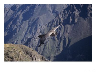 Andean Condor, Sub-Adult Male In Flight, Peru by Mark Jones Pricing Limited Edition Print image