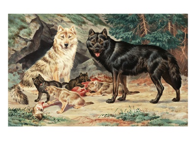 Gray And Black Wolves Interbreed And Raise Their Pups In Alaskan Cave by National Geographic Society Pricing Limited Edition Print image