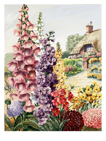 European Garden With Foxglove, Stock, Wallflower, And Scabiosa by National Geographic Society Pricing Limited Edition Print image