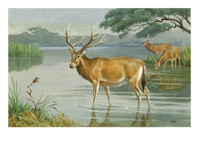 This Painting Depicts Milu Deer Standing In Water by National Geographic Society Pricing Limited Edition Print image