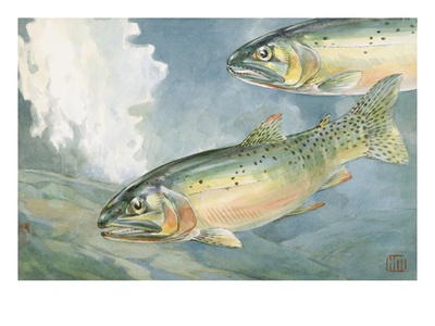 Painting Of A Pair Of Yellowstone Trout, A Species Of Cutthroat by National Geographic Society Pricing Limited Edition Print image