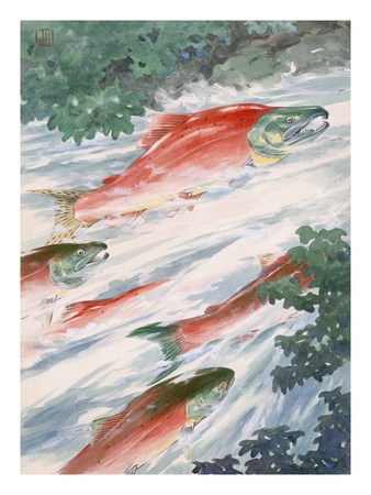 Art Of Red Salmon Migrating To Spawning Grounds by National Geographic Society Pricing Limited Edition Print image