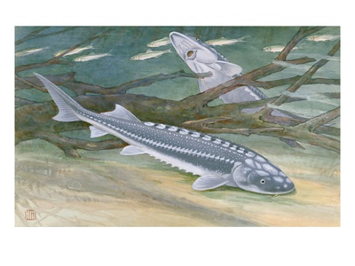 Painting Of A Pair Of White Sturgeon by National Geographic Society Pricing Limited Edition Print image