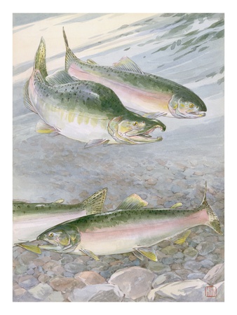 Painting Of Pink Salmon At Their Nest, With Typical Hump-Backed Male by National Geographic Society Pricing Limited Edition Print image