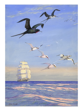 Birds Fly Above The Open Sea by National Geographic Society Pricing Limited Edition Print image