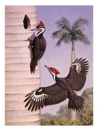 A Pair Of Pileated Woodpeckers Nest In A Dead Royal Palm Tree by National Geographic Society Pricing Limited Edition Print image