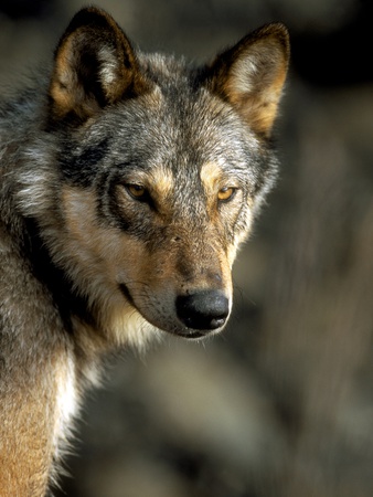 Gray Wolf, Vancouver Island, British Columbia, Canada by Mark Jurkovic Pricing Limited Edition Print image