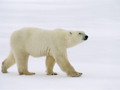 Polar Bear, Churchill, Manitoba by Mike Grandmaison Pricing Limited Edition Print image