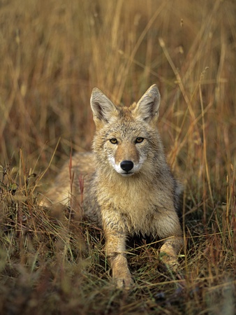 Coyote (Canis Latrans) by Grambo Pricing Limited Edition Print image