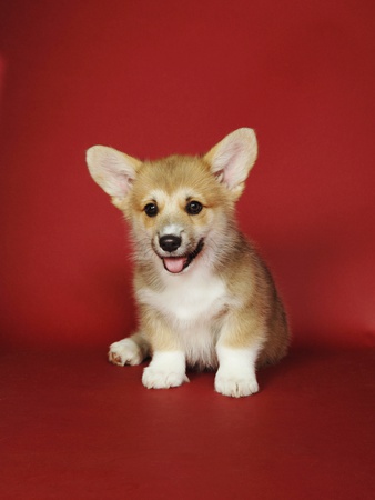 Corgi Puppies On Red Background by Brian Summers Pricing Limited Edition Print image