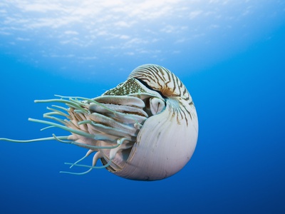 Chambered Nautilus (Nautilus Pompilius), Great Barrier Reef, Australia by Reinhard Dirscherl Pricing Limited Edition Print image