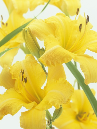 Daylily Flowers And Flower Buds (Hemerocallis) by Wally Eberhart Pricing Limited Edition Print image