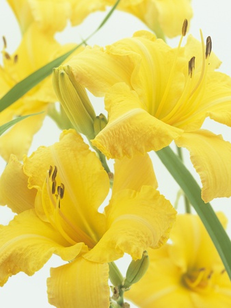 Daylily Flowers And Flower Buds (Hemerocallis) by Wally Eberhart Pricing Limited Edition Print image