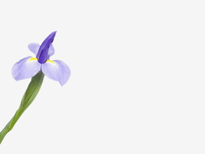 Iris Flower. by Scientifica Pricing Limited Edition Print image