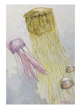 Painting Of Three Species Of Jellyfish Floating Together by William H. Crowder Pricing Limited Edition Print image