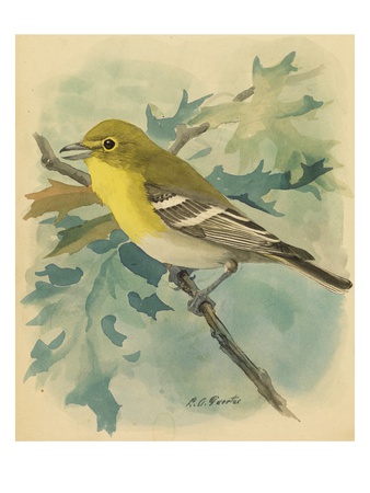 A Painting Of A Yellow-Throated Vireo by Louis Agassiz Fuertes Pricing Limited Edition Print image