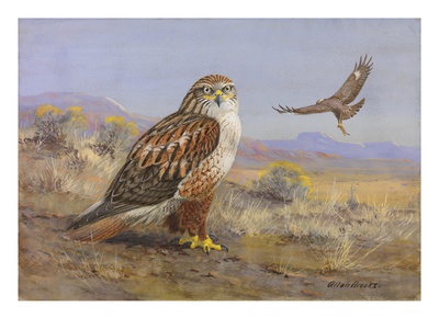 A Painting Of Two Rough-Legged Hawks by Allan Brooks Pricing Limited Edition Print image