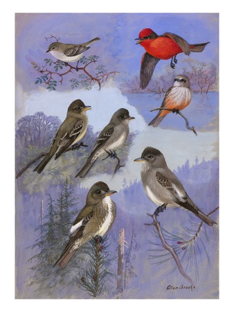 A Painting Of Flycatchers And Wood-Pewees Perching And Flying by Allan Brooks Pricing Limited Edition Print image