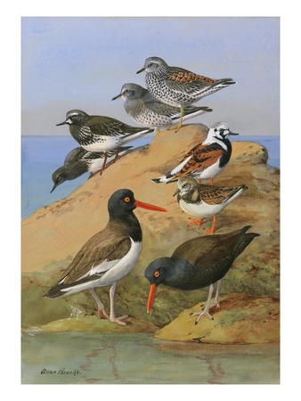 Painting Of Two Species Of Oystercatcher, Turnstone, And A Surf-Bird by Allan Brooks Pricing Limited Edition Print image
