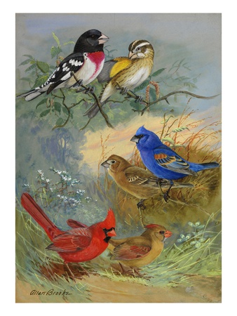 A Painting Of Grosbeaks And Cardinals by Allan Brooks Pricing Limited Edition Print image