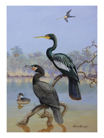 A Painting Of A Water Turkey, Mexican Cormorant And A Mexican Grebe by Allan Brooks Pricing Limited Edition Print image