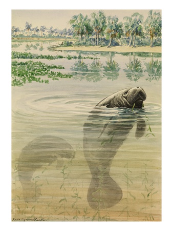 A Painting Of Two, Feeding, Florida Manatees by Louis Agassiz Fuertes Pricing Limited Edition Print image