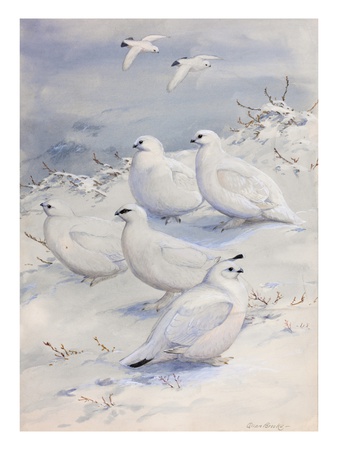 Painting Of Different Ptarmigan Species In Winter Plumage by Allan Brooks Pricing Limited Edition Print image