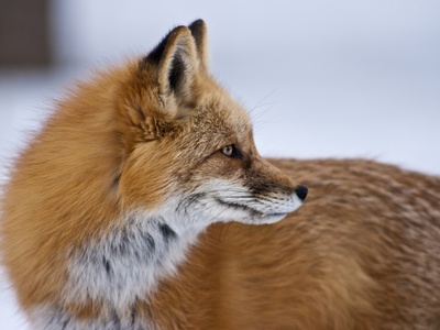 Red Fox In Snow, Colorado by Jay Ryser Pricing Limited Edition Print image