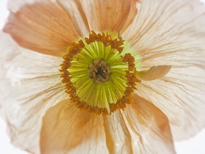 Detail Of A Poppy by Sven Hagolani Pricing Limited Edition Print image